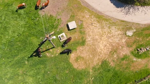 Aerial view of a group of cows chewing grass on a bright green meadow on a ranch Stock Footage 90634234