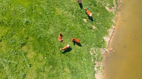 Aerial view of a group of cows chewing grass on a bright green meadow on a ranch Stock Footage 90634482