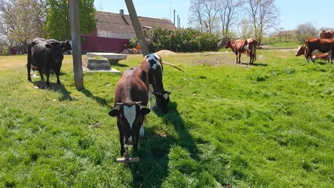 Aerial view of a group of cows chewing grass on a bright green meadow on a ranch Stock Footage 90634644