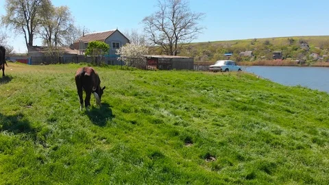 Aerial view of a group of cows chewing grass on a bright green meadow on a ranch Stock Footage 90635041