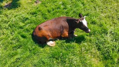 Aerial view of a group of cows chewing grass on a bright green meadow on a ranch Stock Footage 90635496