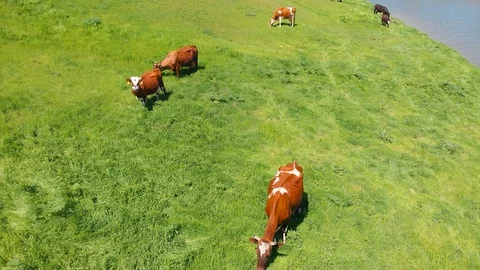 Aerial view of a group of cows chewing grass on a bright green meadow on a ranch Stock Footage 90635582
