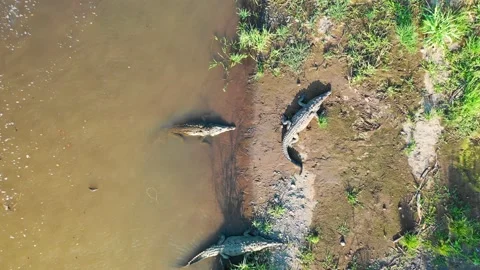 Aerial view of a group of crocodiles in Rio Tarcoles, Costa Rica. Stock Footage 136547732