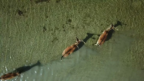 Aerial view of group of deer in shallow water Vidéo 121226385