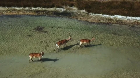 Aerial view of group of deer in shallow water Stock Footage 121226515