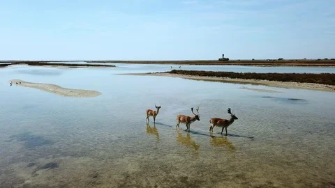 Aerial view of group of deer walking in shallow water Stock Footage 121759915