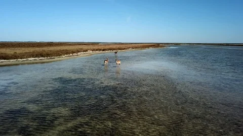 Aerial view of group of deer walking in shallow water Stock Footage 122686418
