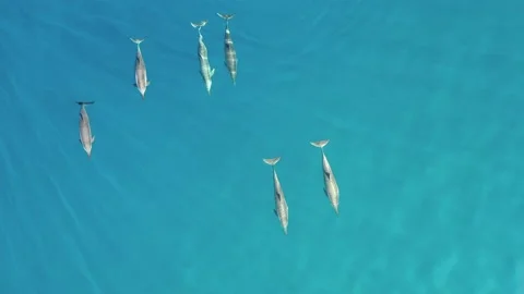 Aerial view of a group of dolphins in Baa Atoll,
 Maldives Stock Footage 133569987