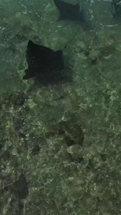 Aerial view of group of Manta rays in the ocean.  Stock Footage 295112909