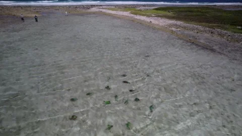 Aerial view of Group of Parrot fish swimming in shallow sea water in the Vídeo Stock 345926401