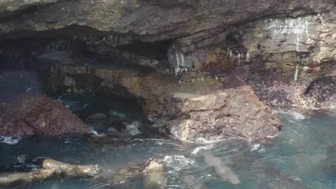 Aerial view of a group of south american sea lions, Otaria flavescens Stock Footage 146341853