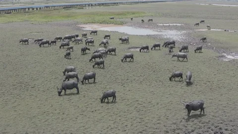 Aerial view group of thai buffalo living freely in open field grass Vídeos de archivo 114629893