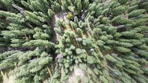 Aerial View of Group of Trees in the Mountains Stock Footage 274511386