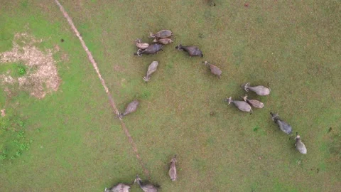Aerial view group of water buffaloes at the green field Vídeos de archivo 138917150