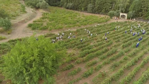 Aerial View of group working on hill grapes fields. Stock Footage 345226053