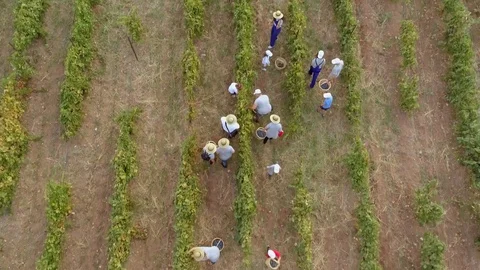 Aerial view of group working in vineyard in Greece. Vídeos de archivo 99698232