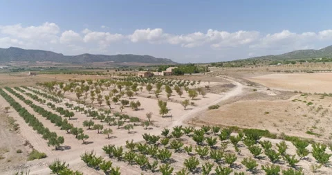 Aerial view of Growing trees next to desert with mountains in the distance Stock Footage 210434256
