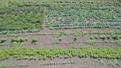 Aerial view. Growing vegetable croft. Organic agricultural farm. Stock Footage 139481487