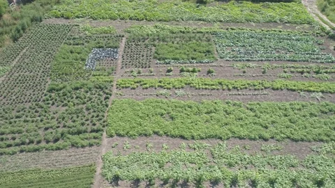 Aerial view. Growing vegetable croft. Organic agricultural farm. Stock Footage 139481496