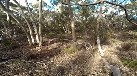 Aerial view of gumtrees Stock Footage 50989728