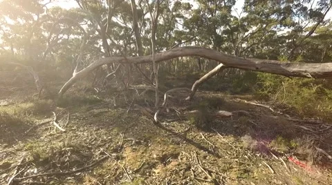 Aerial view of gumtrees Stock Footage 50989981