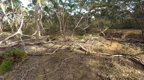Aerial view of gumtrees Stock Footage 50990139