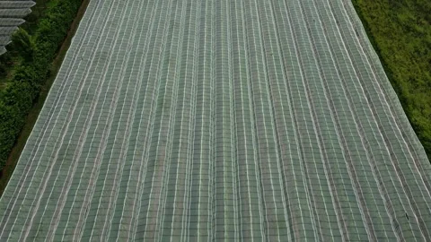 Aerial view of Hail net over apple trees. Fields with apple trees Stock Footage 245240939