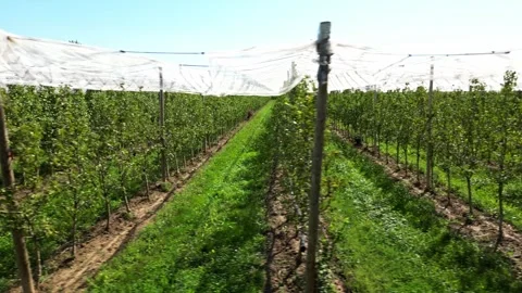 Aerial view of Hail net over apple trees. Fields with apple trees Stock Footage 245240958