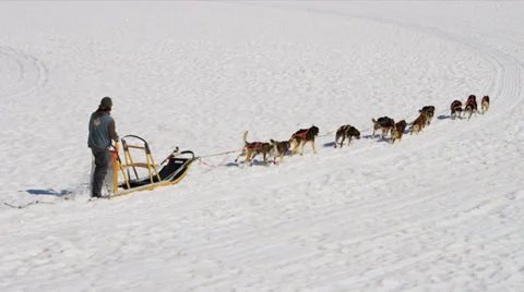 Aerial view of Handler challenging his team of dogs, USA Stock Footage 32270926