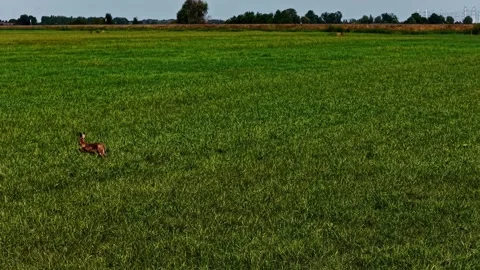Aerial view of a hare running in a grassy field, Netherlands. Stock Footage 345006567
