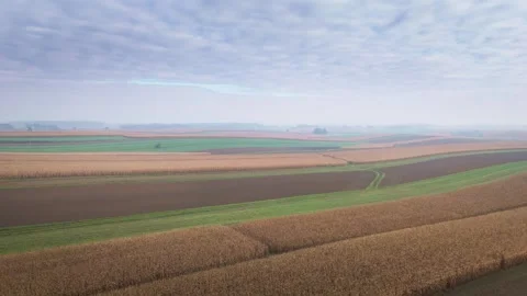 Aerial view of harvested cornfields and farmland in autumn Stock Footage 319387086