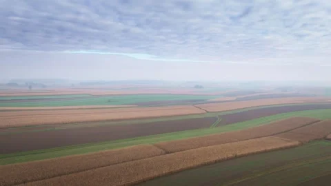 Aerial view of harvested cornfields and farmland in autumn Stock Footage 319387212