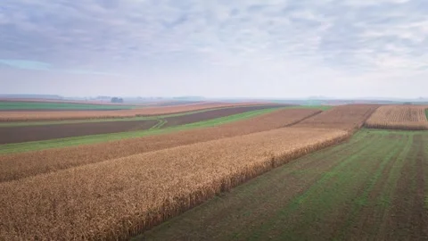 Aerial view of harvested cornfields and farmland in autumn Stock Footage 319387295