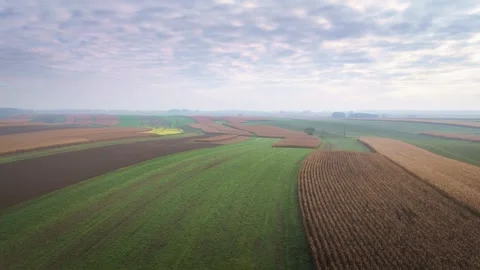 Aerial view of harvested cornfields and farmland in autumn Stock Footage 319387320