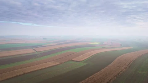 Aerial view of harvested cornfields and farmland in autumn Stock Footage 319387404