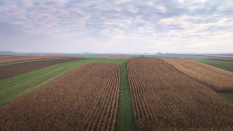 Aerial view of harvested cornfields and farmland in autumn Stock Footage 319387740
