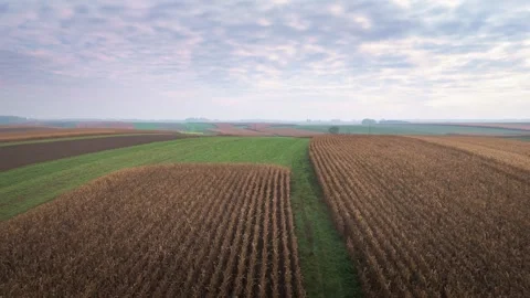 Aerial view of harvested cornfields and farmland in autumn Stock Footage 319387923