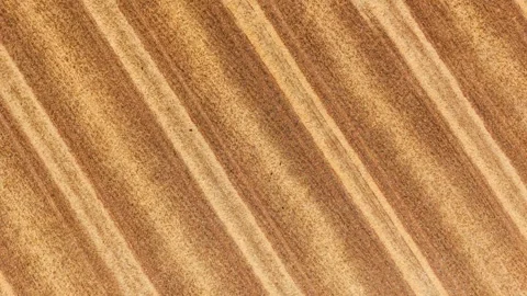 Aerial view harvested field texture. Golden stubble rows with combine harvesting Stock Footage 342501490