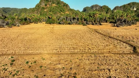 Aerial view of harvested rice fields and golden straw, Indonesia. Stock Footage 334786754
