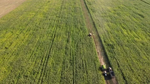 Aerial view Harvester on corn field. Stock Footage 161005902