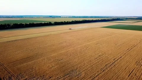 Aerial view of harvester loading wheat on trailer. Modern tractor riding across Vídeo Stock 146666673