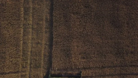 Aerial view of harvester working on a large wheat field. Vidéo 94317587