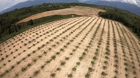 Aerial view of Hazelnut gardens in Samegrelo, Georgia Video stock 102031443