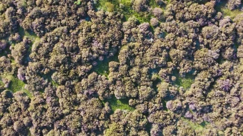 Aerial View of Heather in The Loonse Drunense Duinen National Park. Netherlands Stock Footage 291882953