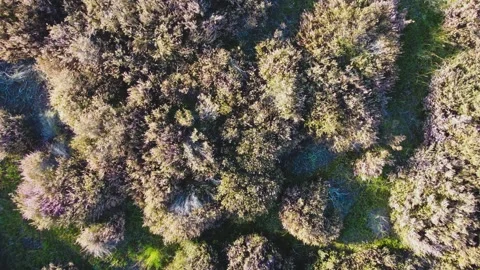 Aerial View of Heather in The Loonse Drunense Duinen National Park. Netherlands Video stock 294725527