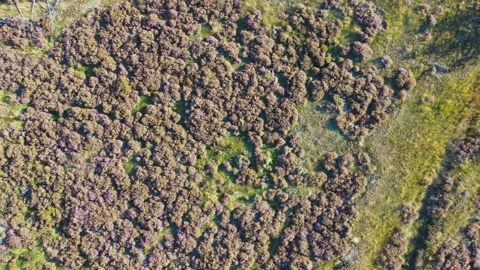 Aerial View of Heather in The Loonse Drunense Duinen National Park. Netherlands Stock Footage 294725535