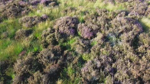 Aerial View of Heather in The Loonse Drunense Duinen National Park. Netherlands Stock Footage 294725546