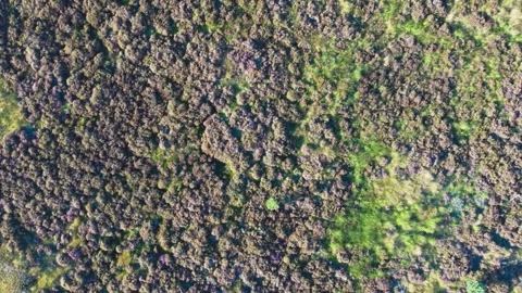 Aerial View of Heather in The Loonse Drunense Duinen National Park. Netherlands Stock Footage 294725564