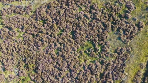 Aerial View of Heather in The Loonse Drunense Duinen National Park. Netherlands Stock Footage 295935100