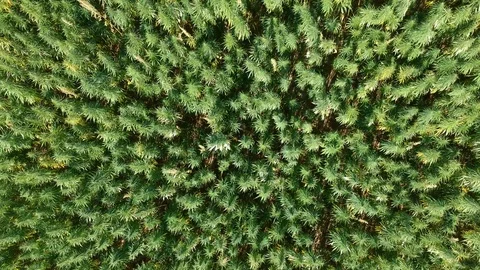 Aerial view of hemp field Stock Footage 95535649